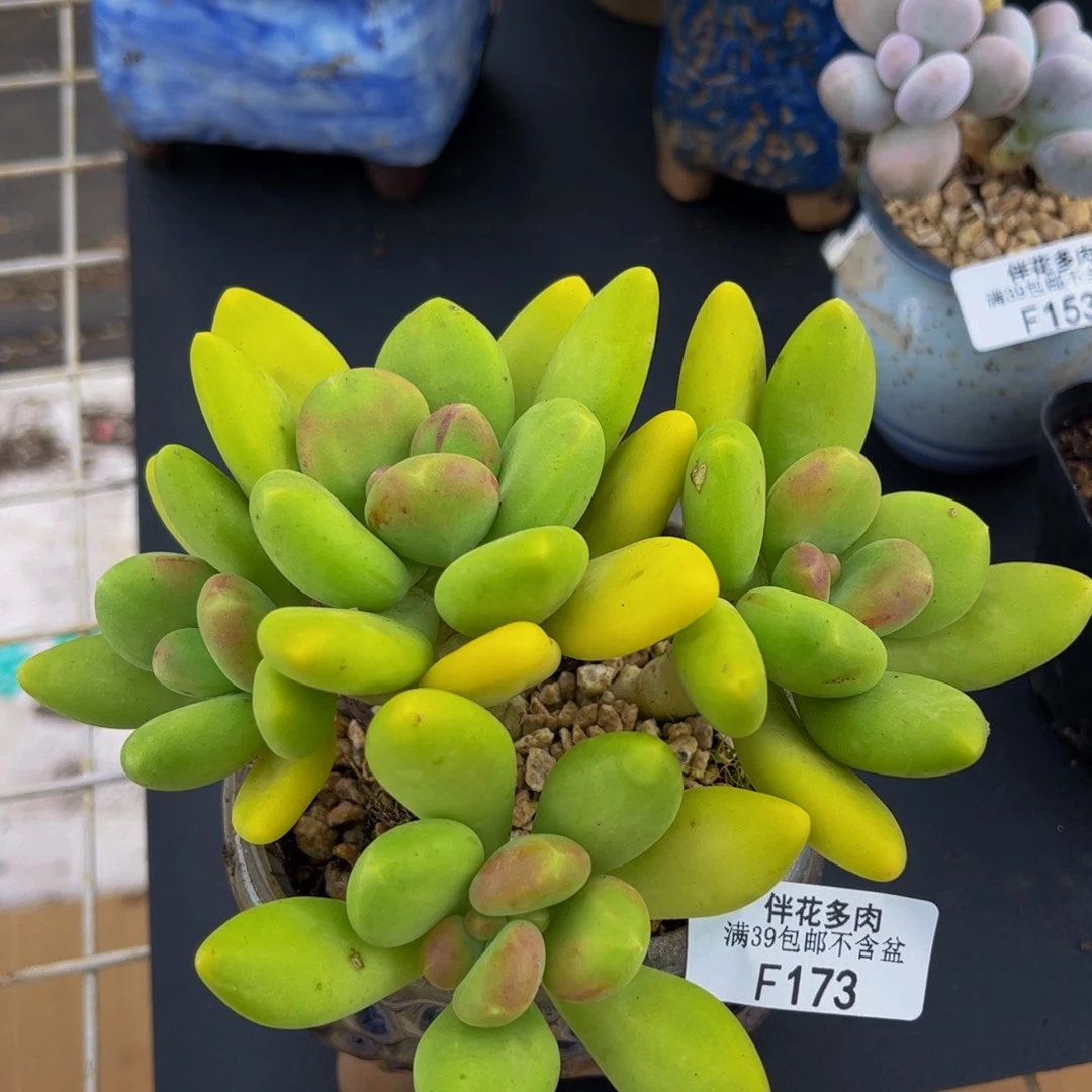 173-芒果奶多肉11cm