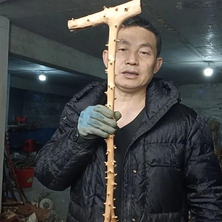 稳定木老*贵州檬子木   铁马鞭   根艺  半成品