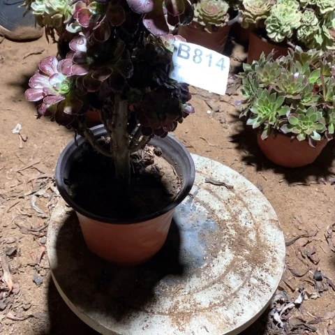 Z***己814晚霞法师多肉植物