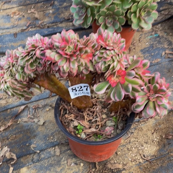 倾城缀多肉植物827