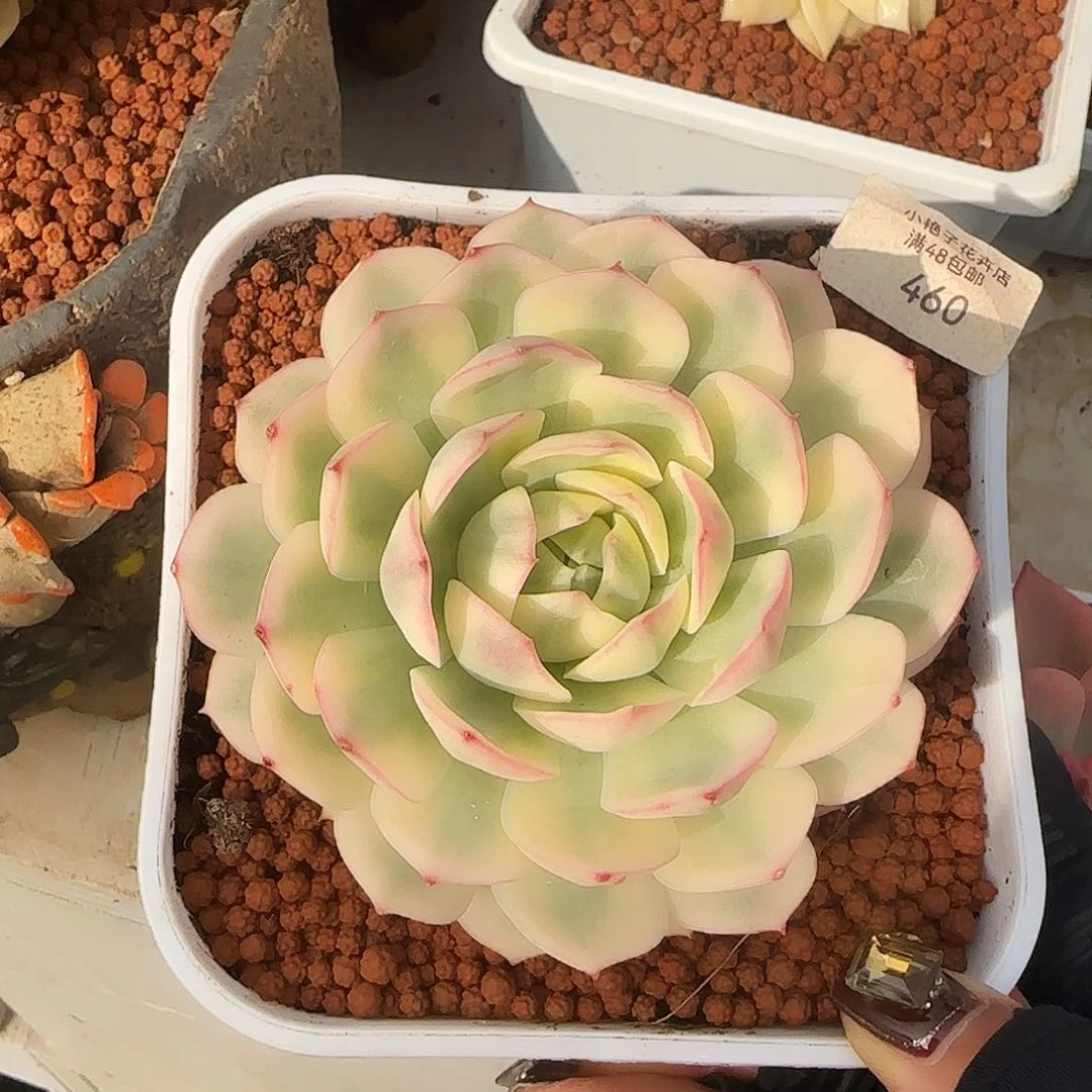 460韩水晶锦多肉植物
