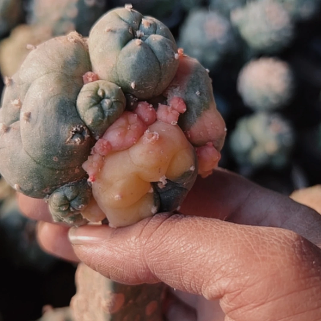 【闪购商品】3066海鲜无根