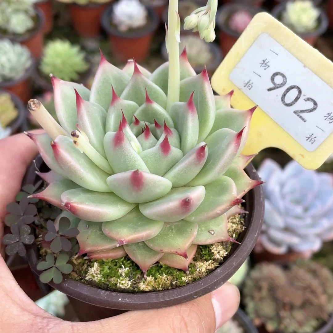 【闪购商品】?902号