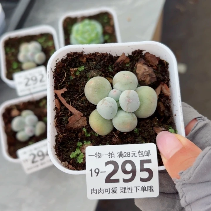 米可奶多肉无盆土发货