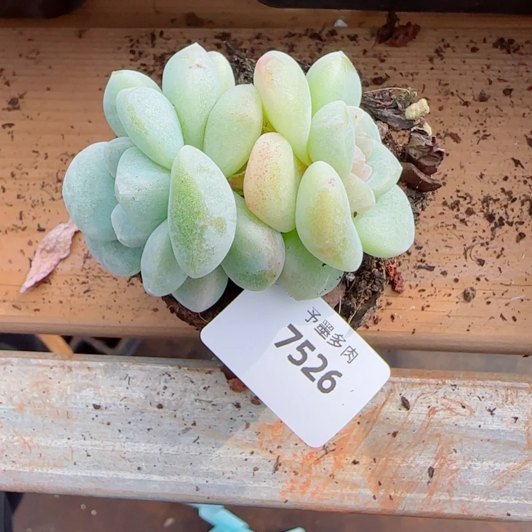 孤品福利，7526多肉植物