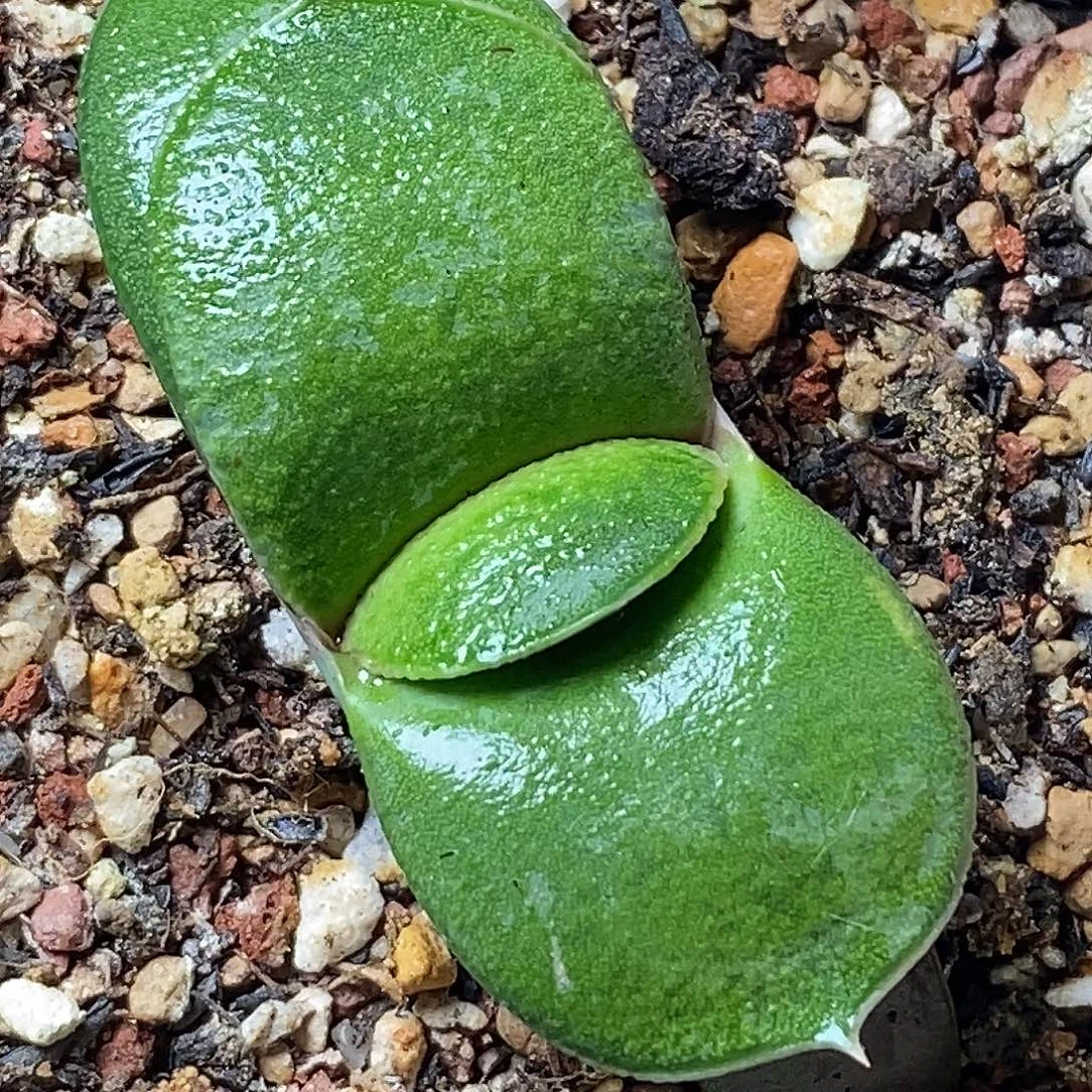 不带盆脱土裸根发货