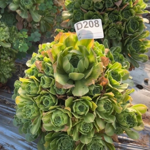 多肉植物迈巴赫中斑