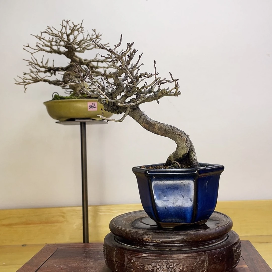 木本山楂盆景盆栽