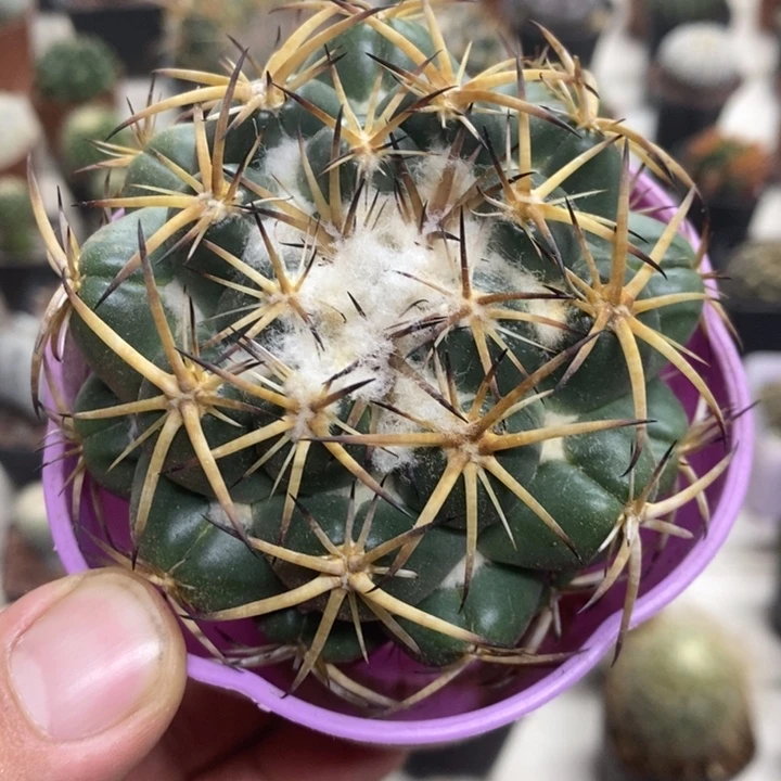 实生中号天丝象牙特价
