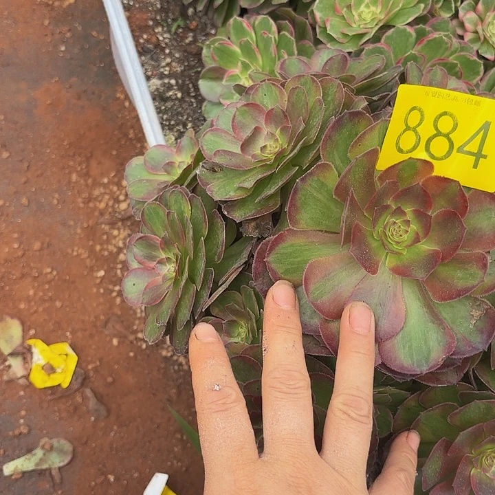 多肉植物福利来884个