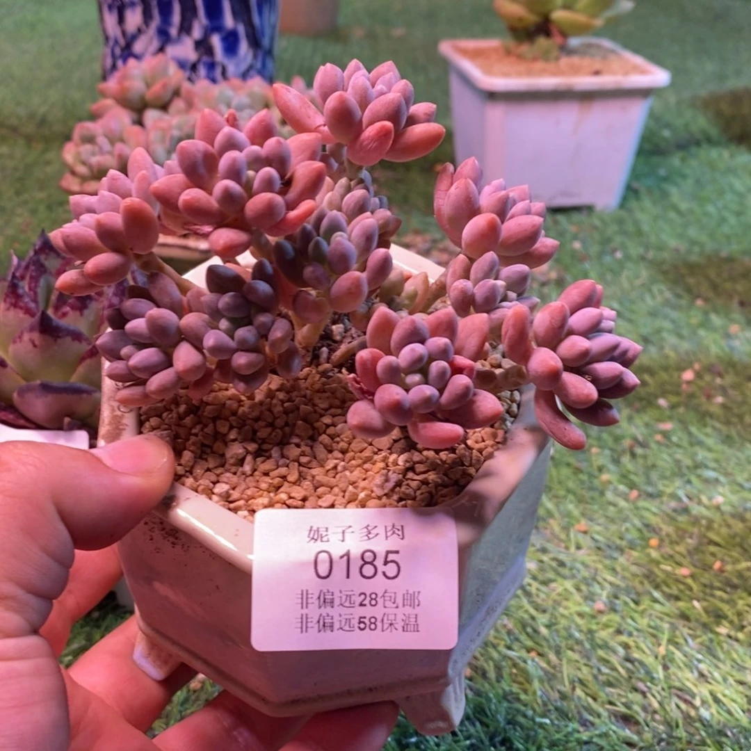 0185啊啊啊啊啊啊啊啊