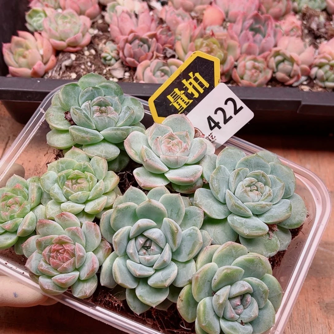 多肉植物多肉植物