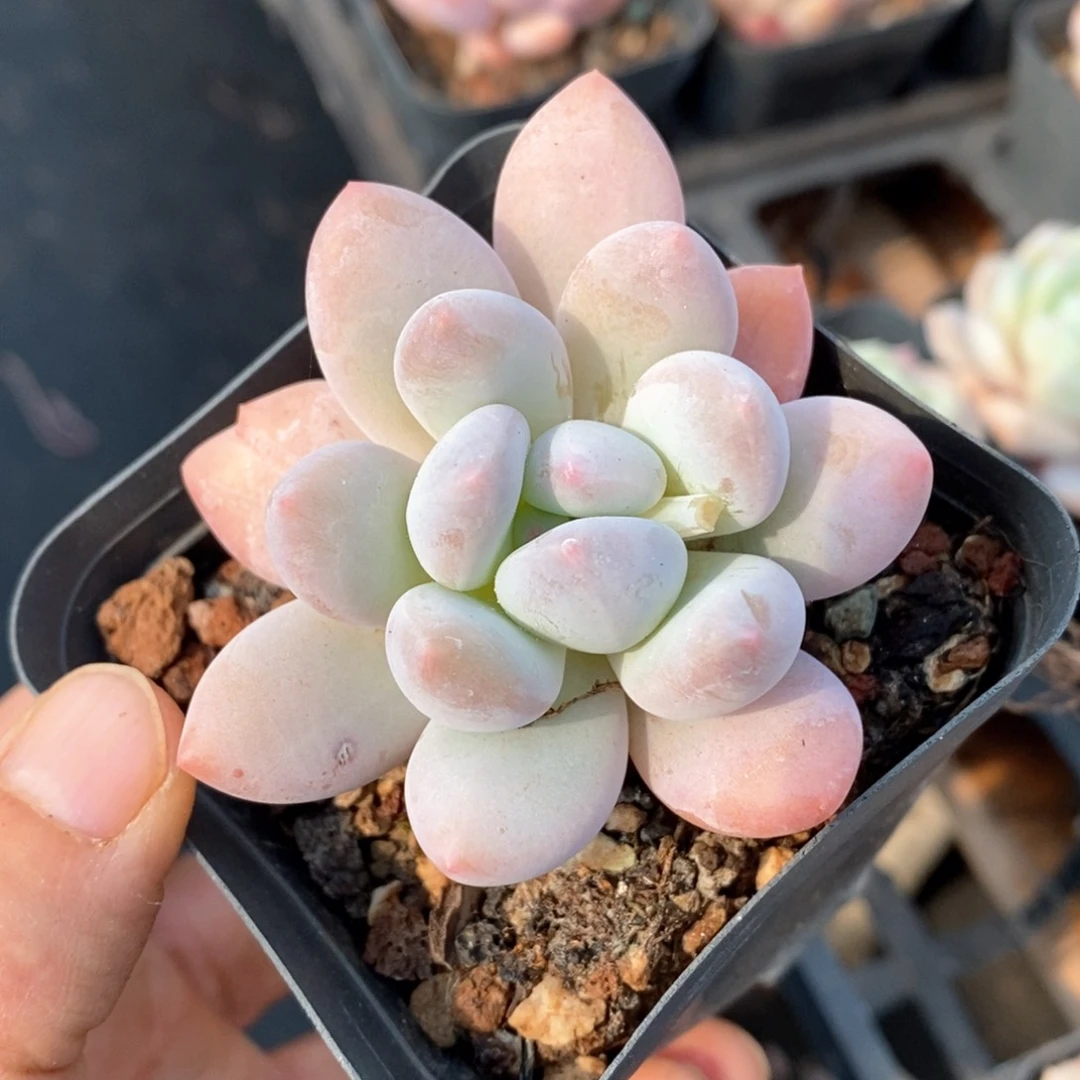 精品多肉一物一拍不包整420