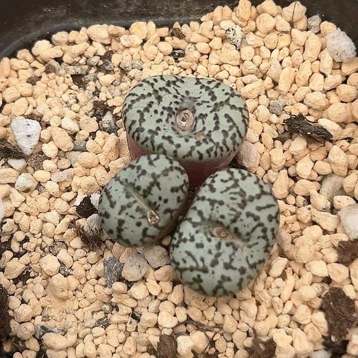 612 泡点安贞母本 带盆土