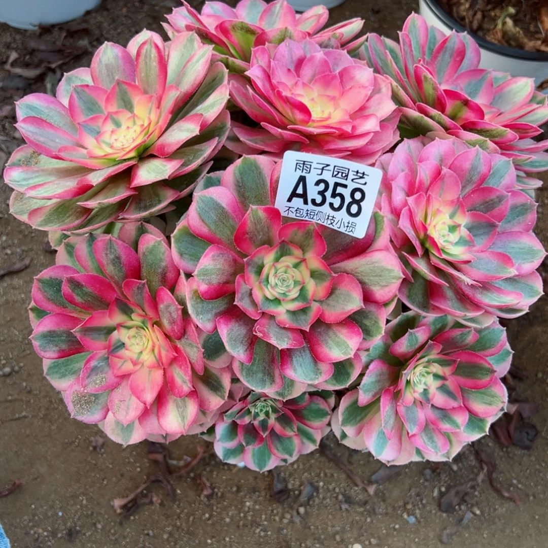 358倾城尺寸23左右