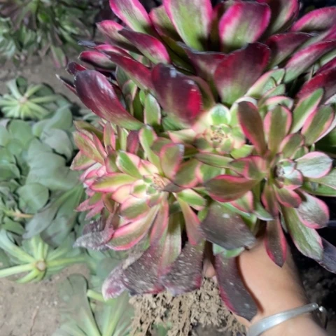 烟花多肉多肉1310