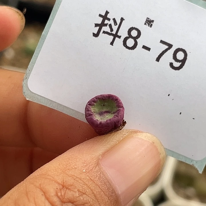 逗***逗8-79肉锥多肉植物