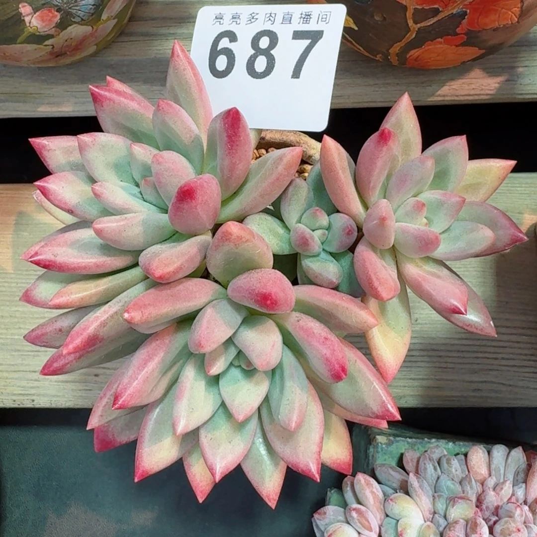 赫菲虞      愿你一路坦途，乘风破浪展宏图