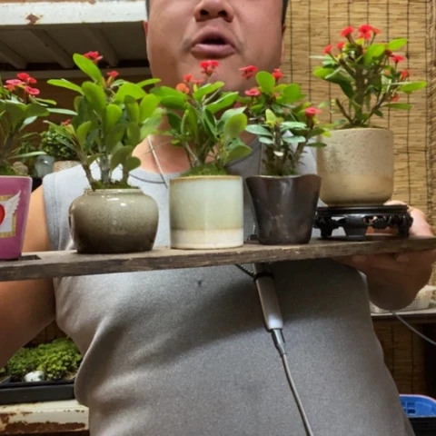 红陶圆托虎刺梅一盆器型随缘带盆发货