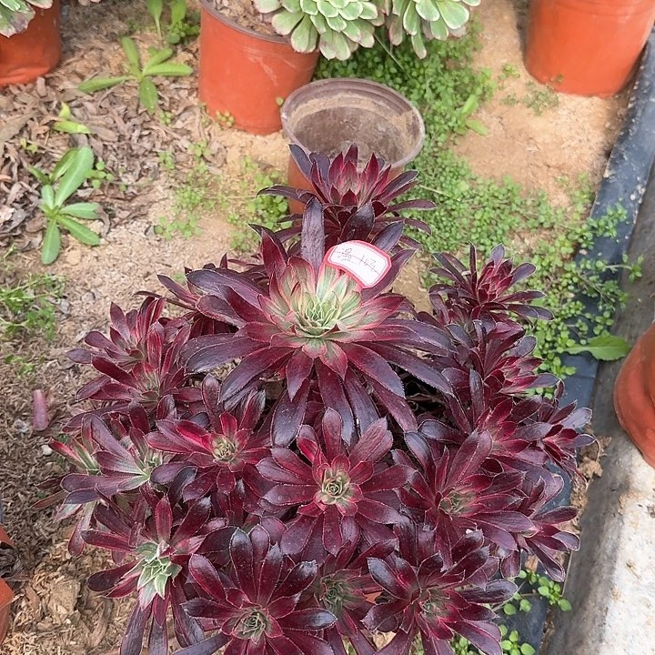 多肉植物孔雀锦10