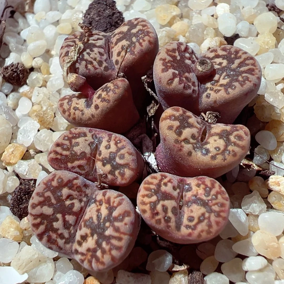 1128-828多肉多肉