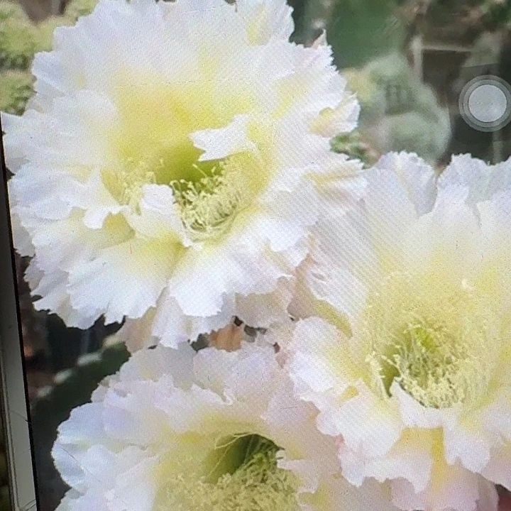 卷可可侧芽4公分彩草