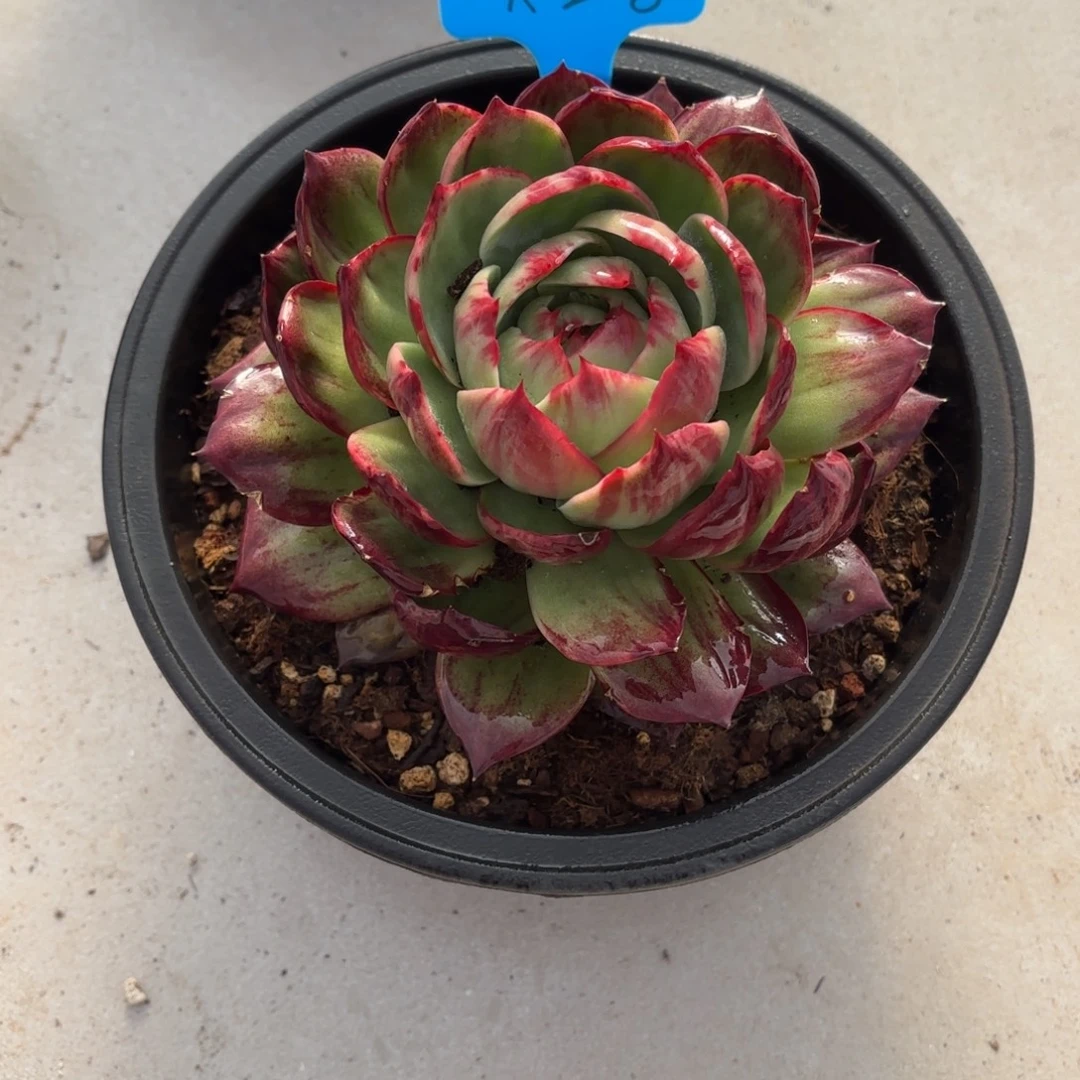 大***子多肉惊鸿仙子大萱子姐的