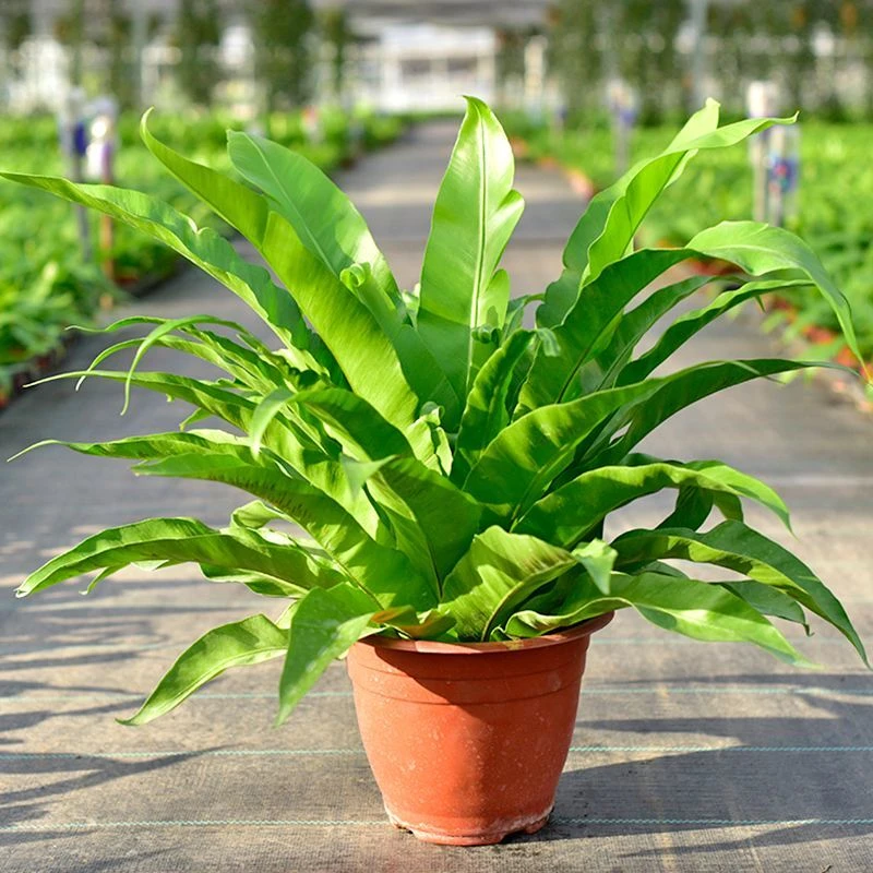 【鸟巢蕨窄叶蕨类植物】盆栽室内客厅桌面吸甲醛北欧观叶净化绿植