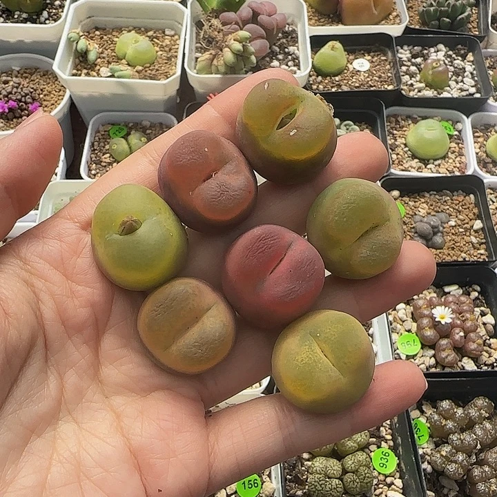 2.3-2.5cm（小瑕疵）305