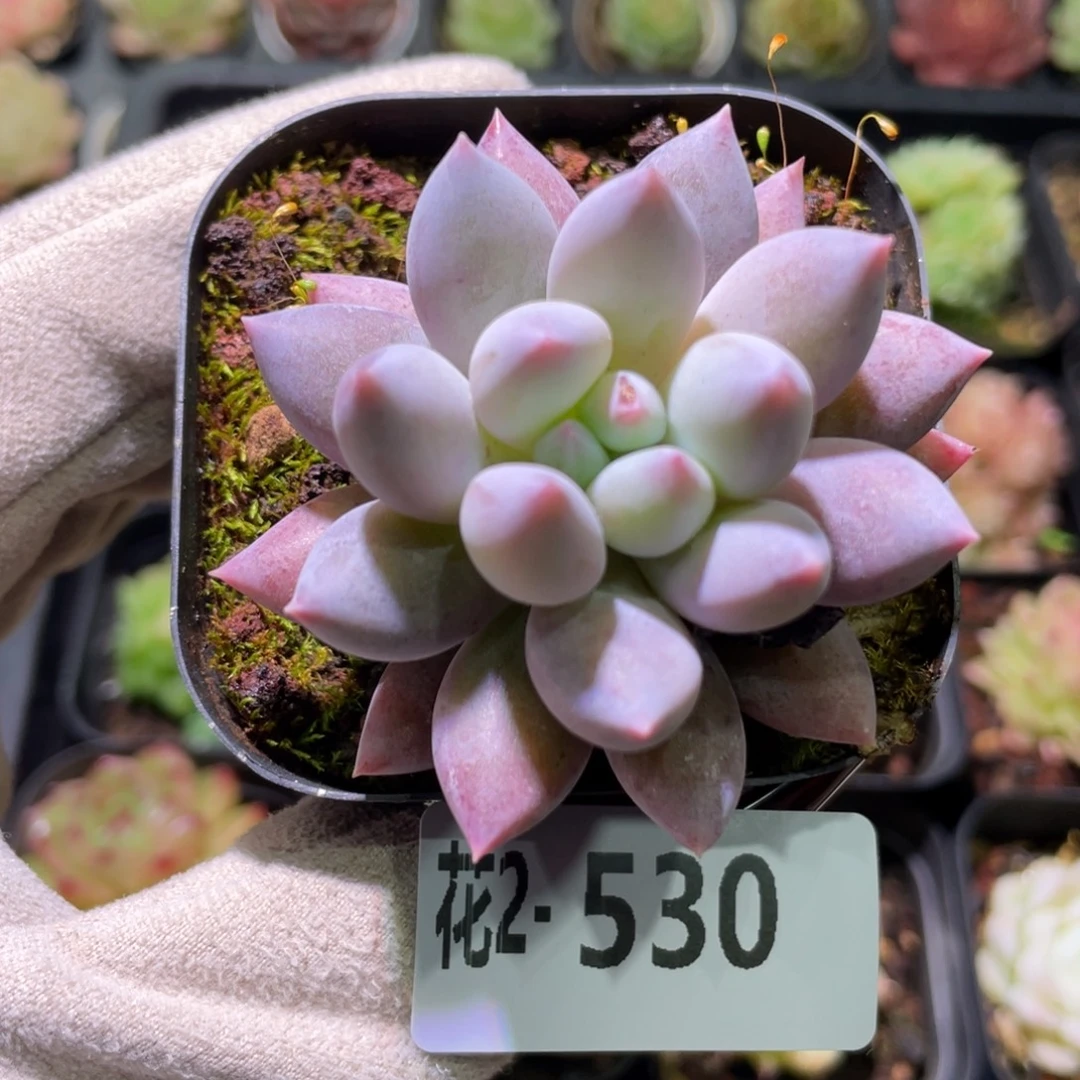 花利美2-530奶瓶单头