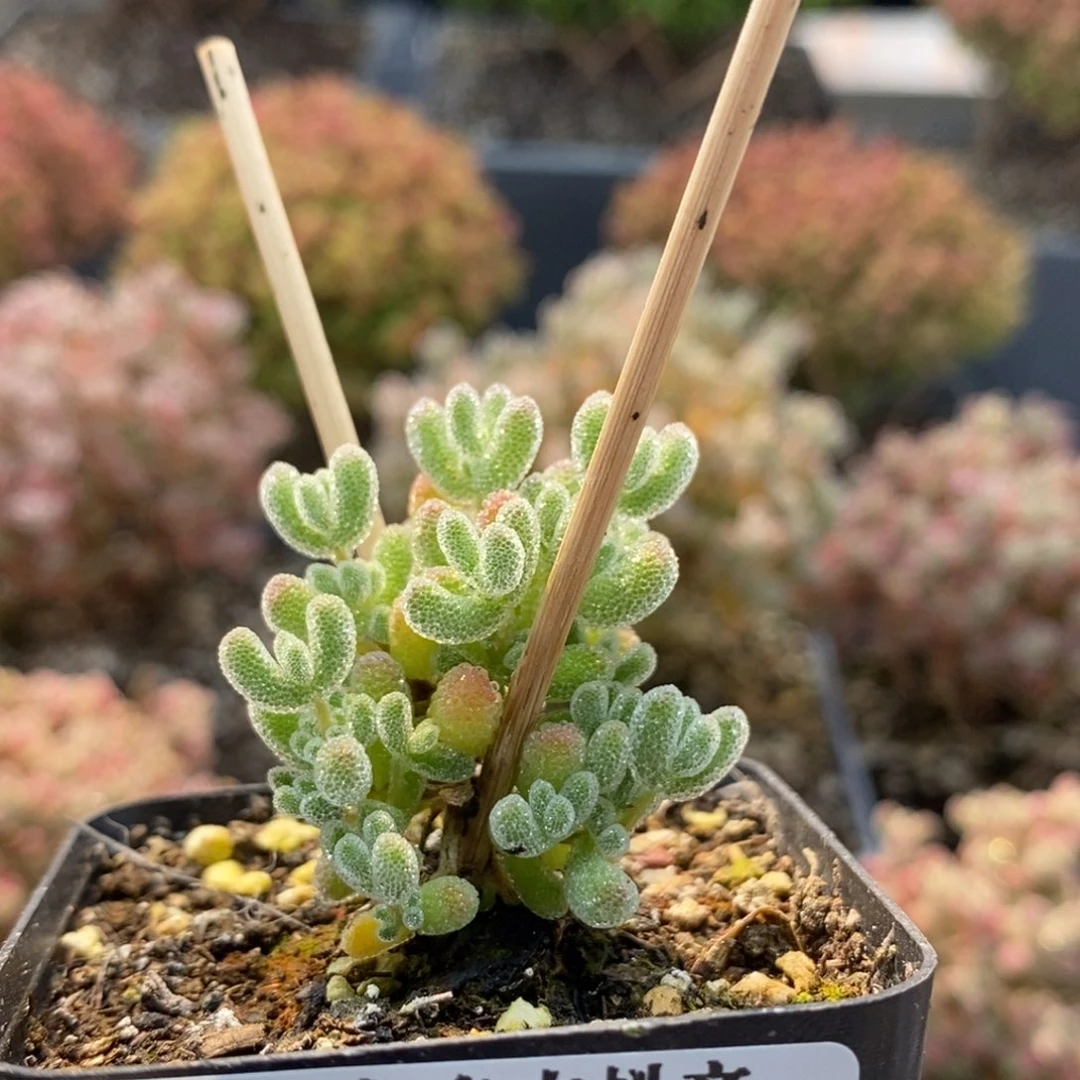 优选冰晶6768枝干番杏