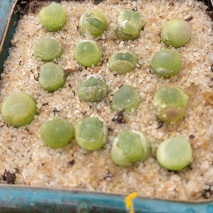 拉登一颗0.6-0.8厘米