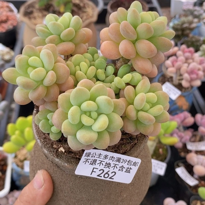 洛可可8cm262多肉植物