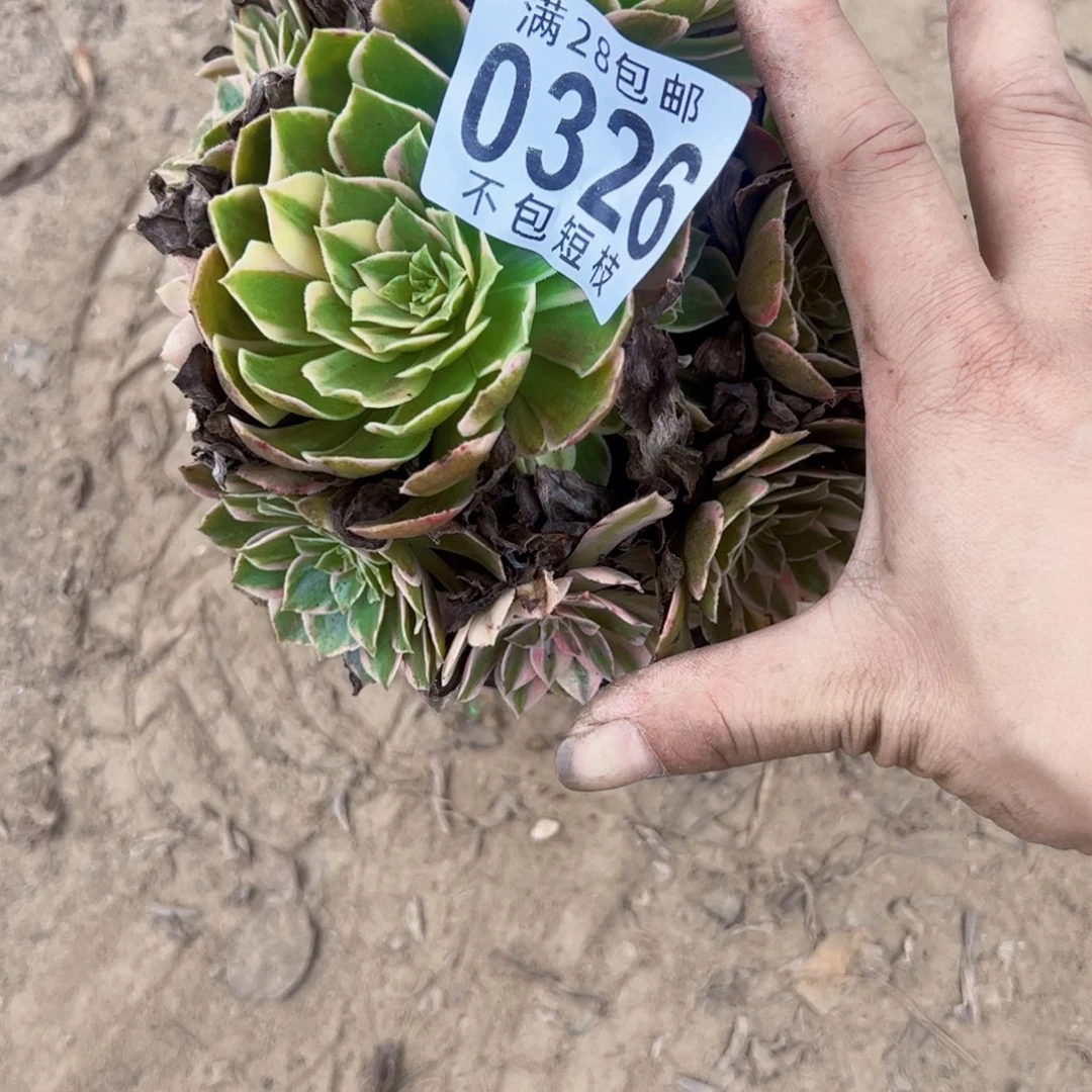 黑魔锦多肉植物0326
