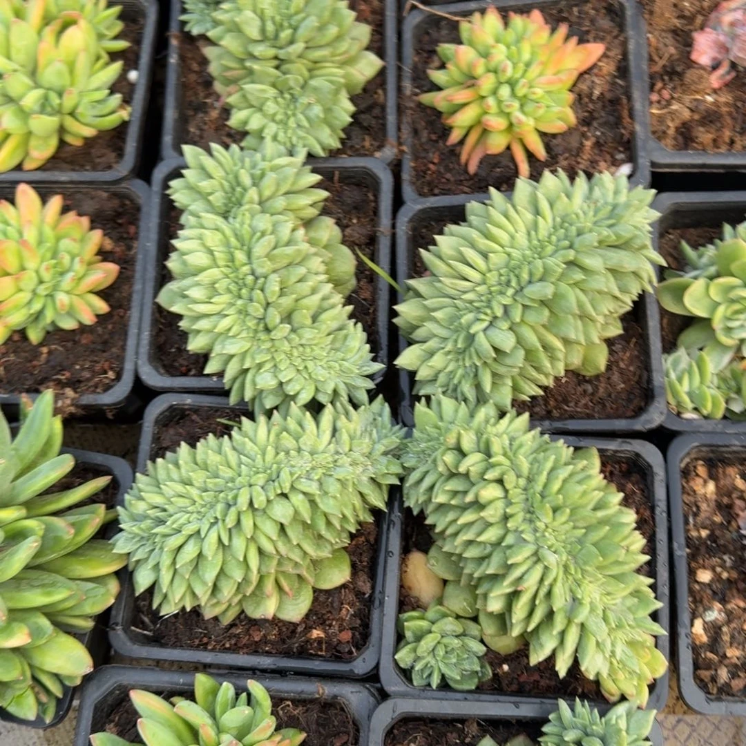 无花朵绿橙美人缀化