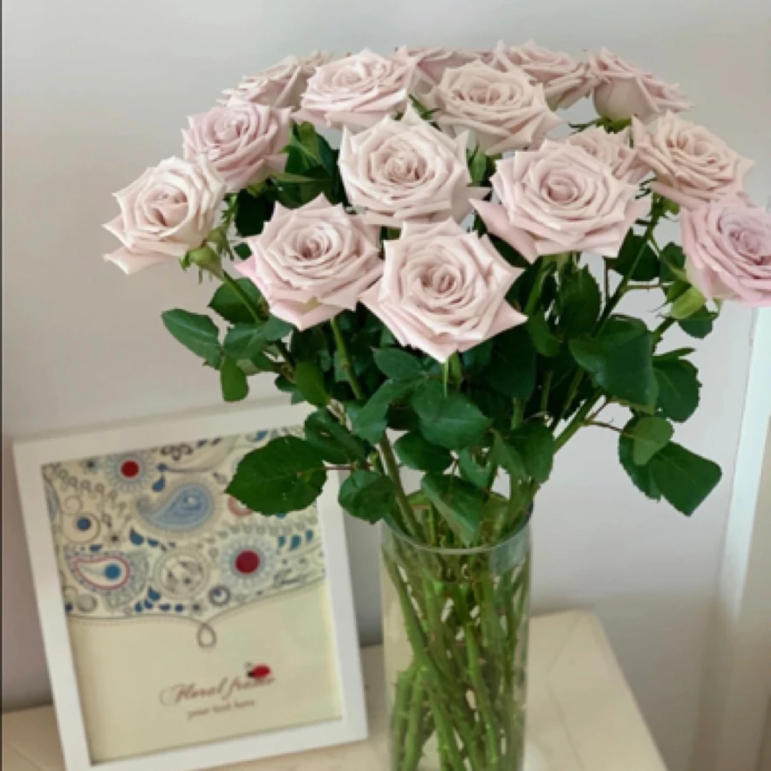 『曼塔10支』家居养花 单头玫瑰全场任意满两单及以上鲜花包邮