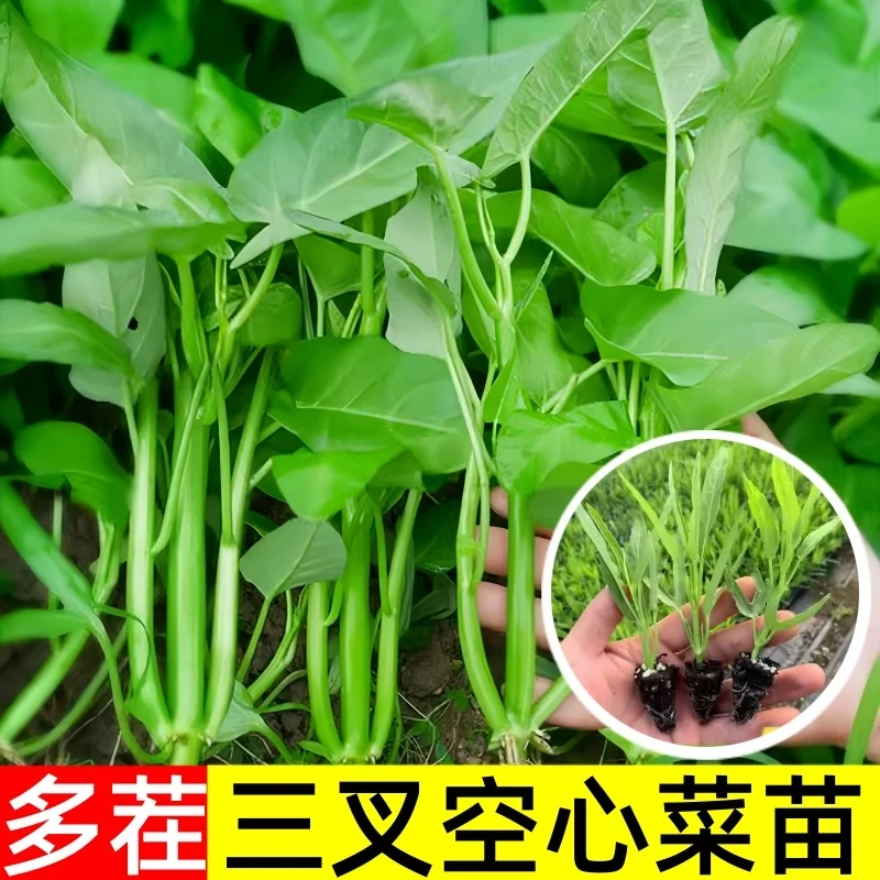 高产多茬柳叶空心菜苗带土球四季速生可阳台盆栽