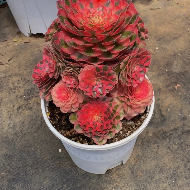 梦***见0865多肉植物荔枝寄养