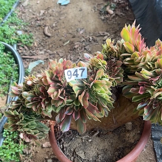 洋***洋多肉植物一个斑斓947