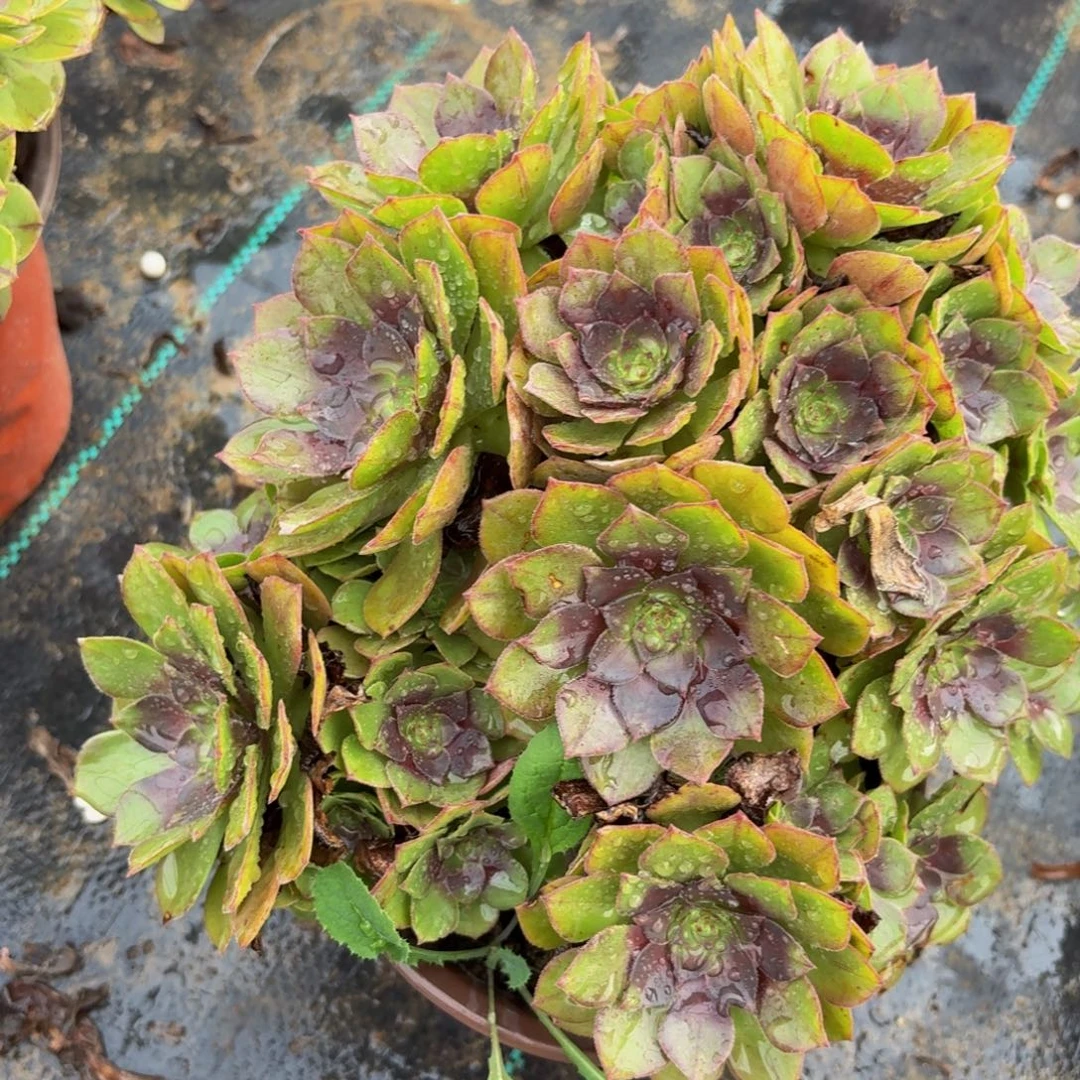 121多肉植物捧花的时候