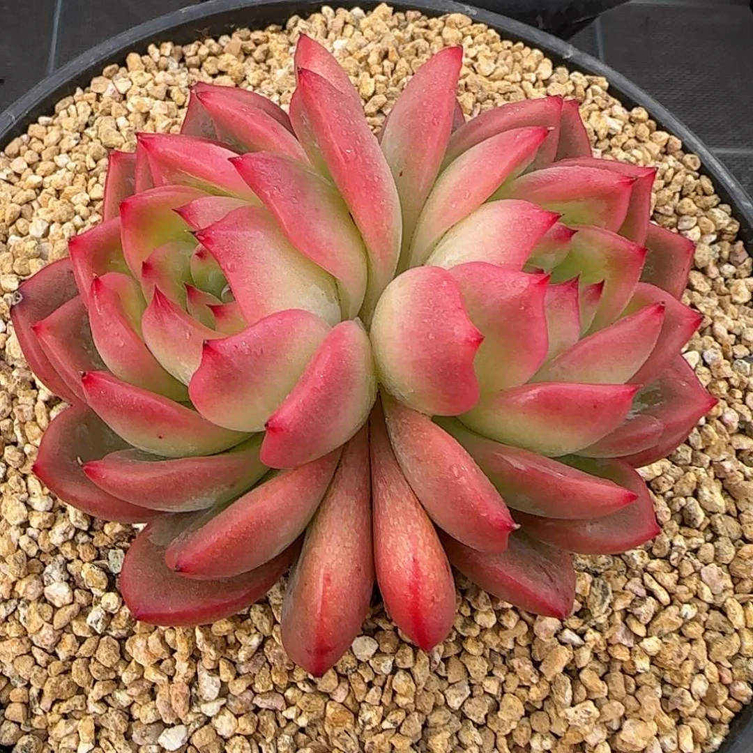 从前慢花园精选红鸾