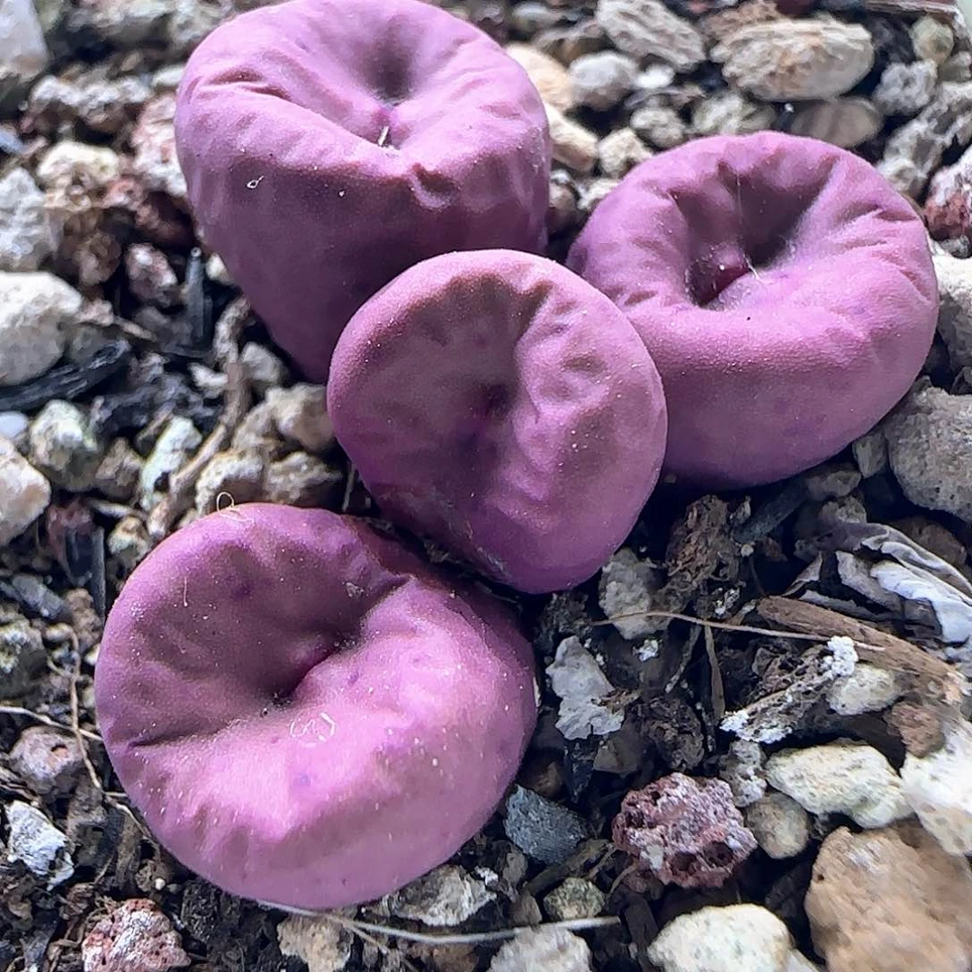 哈哈哈哈哈哈哈45540