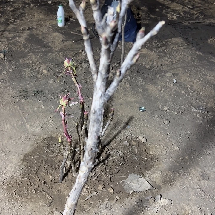 全***)完全开放姚黄中颗