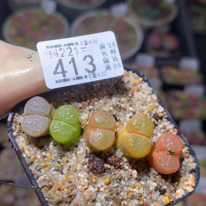 精品生石花221.413