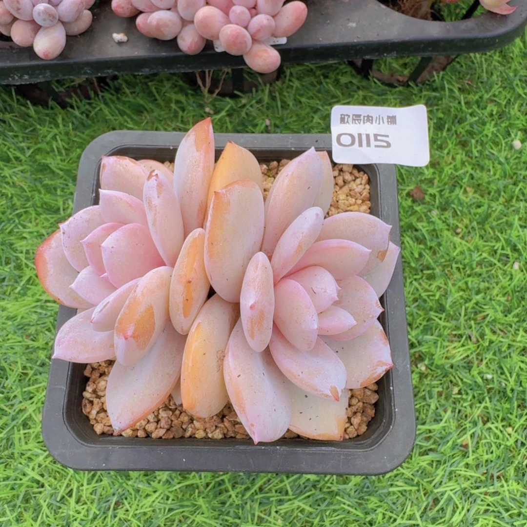 多肉植物双头奶茶0115
