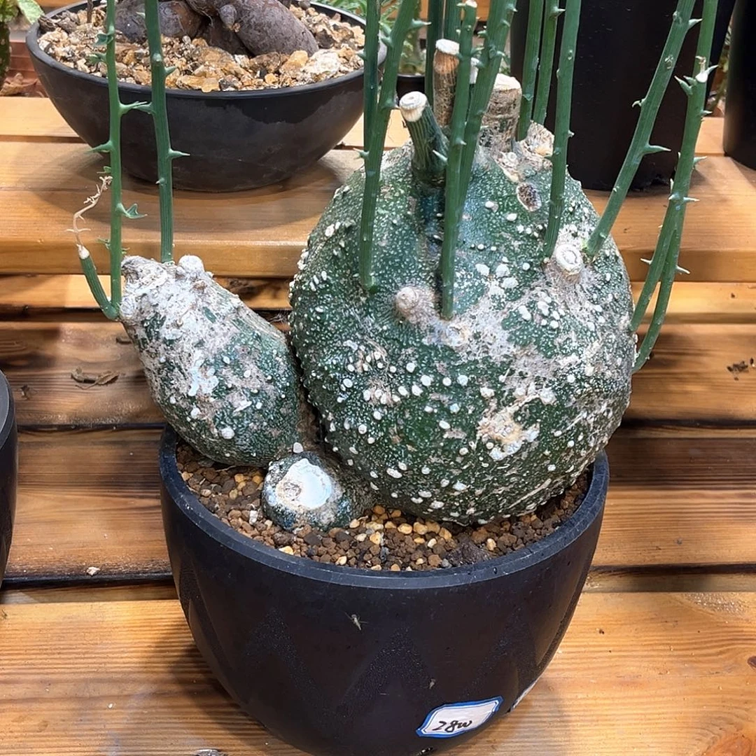 潮流植物产地球腺蔓群生，20公分