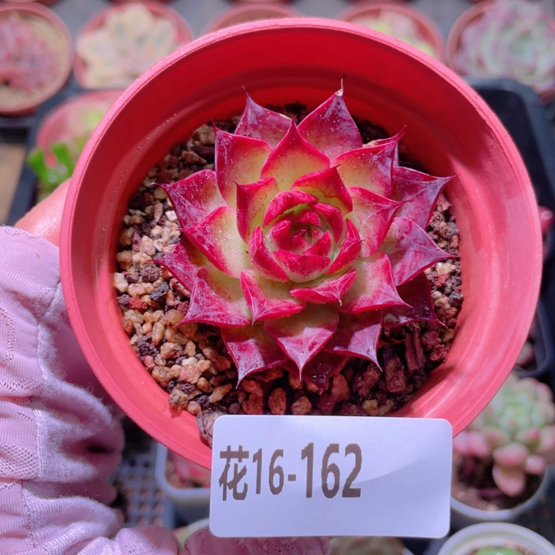 花利美16-162小海螺