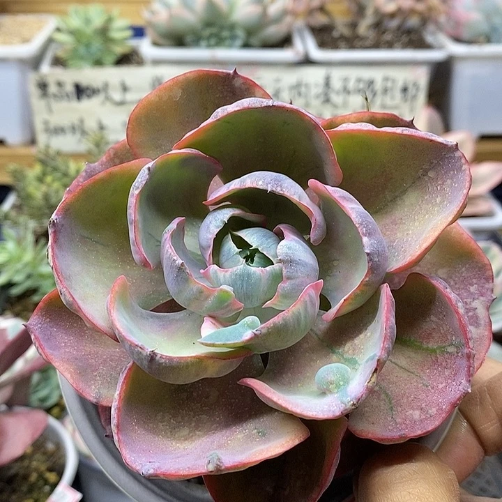 01111 宝塔锦有杆子