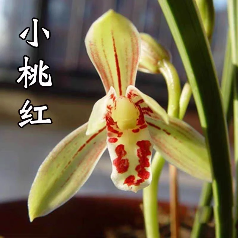 建兰小桃红浓香型好养易活