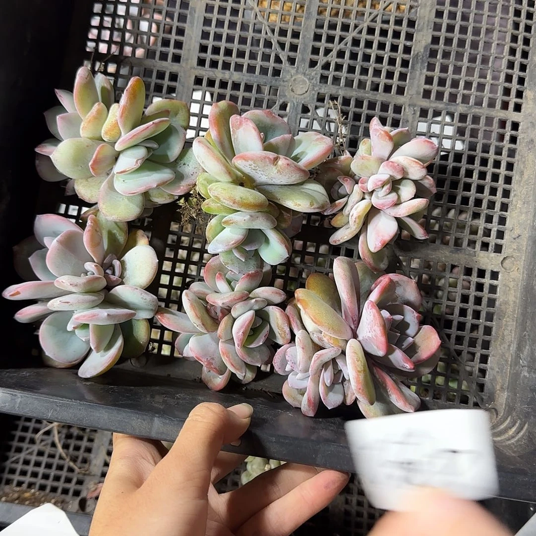 巧***胖韩版奶茶6颗三头一物一拍